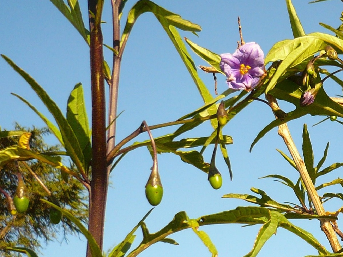 Solanum laciniatum (Solanaceae)